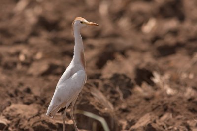 Cattle Egret