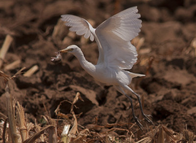 Cattle Egret