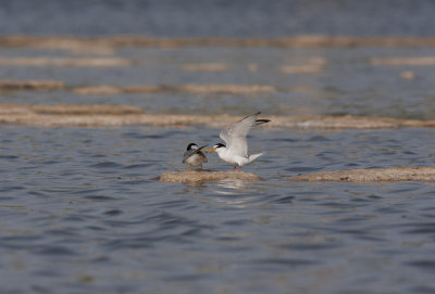 Little Tern