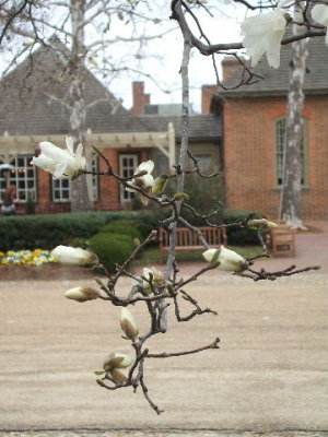 Magnolias are starting to bloom