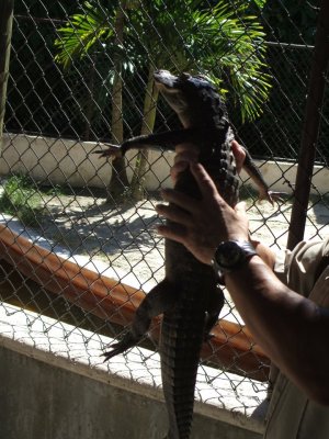 2 foot Everglades alligator who peed on me