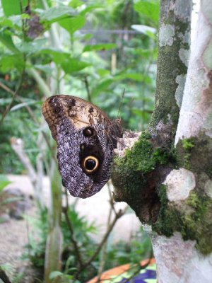 Colon, Panama -Gamboa rainforest. Butterflies