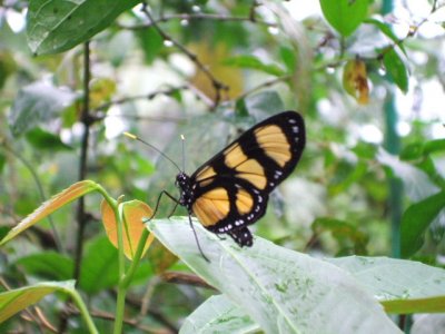 Colon, Panama -Gamboa rainforest. Butterflies