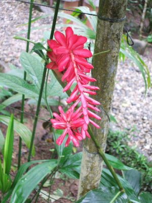 Colon, Panama -Gamboa rainforest.