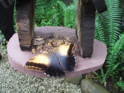 Colon, Panama -Gamboa rainforest. Butterflies