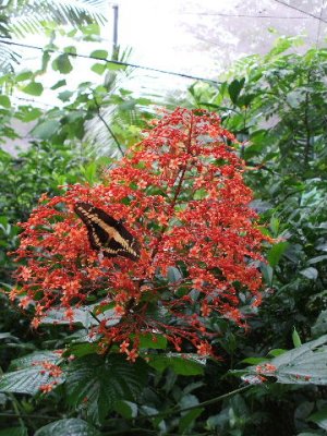 Colon, Panama -Gamboa rainforest. Butterflies