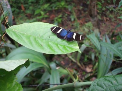 Colon, Panama -Gamboa rainforest. Butterflies