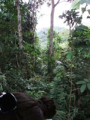 Colon, Panama -Gamboa rainforest., in the aerial tram