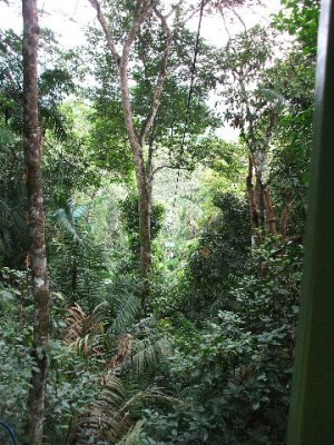 Colon, Panama -Gamboa rainforest in the aerial tram