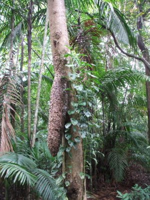 Colon, Panama -Gamboa rainforest, Aztec ant nest