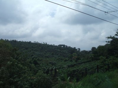 Puentarenas, Costa Rica -coffee plantations everywhere there was ground