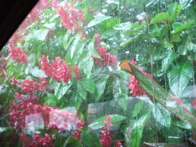 Puentarenas, Costa Rica -still pouring buckets, they got 24 the day before