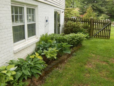 Hostas along house wall