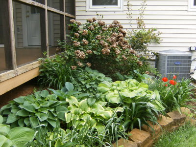 Hostas