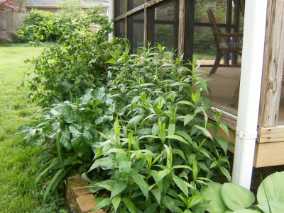 Everything is growing very well