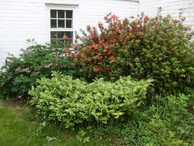 But the Solomon's Seal is robust
