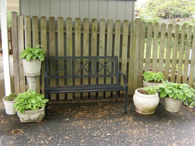 Hostas doing very well