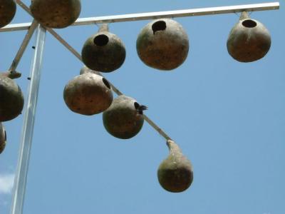 Little overheated Purple Martin peeking out of the nest!