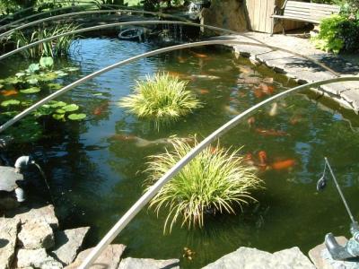 The Becton garden -- fish!
