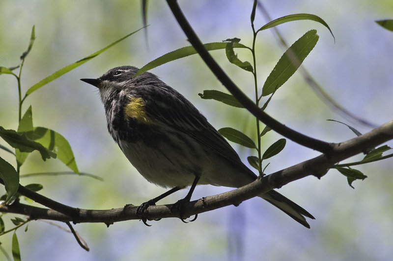 Yellow-rumped Warbler-2