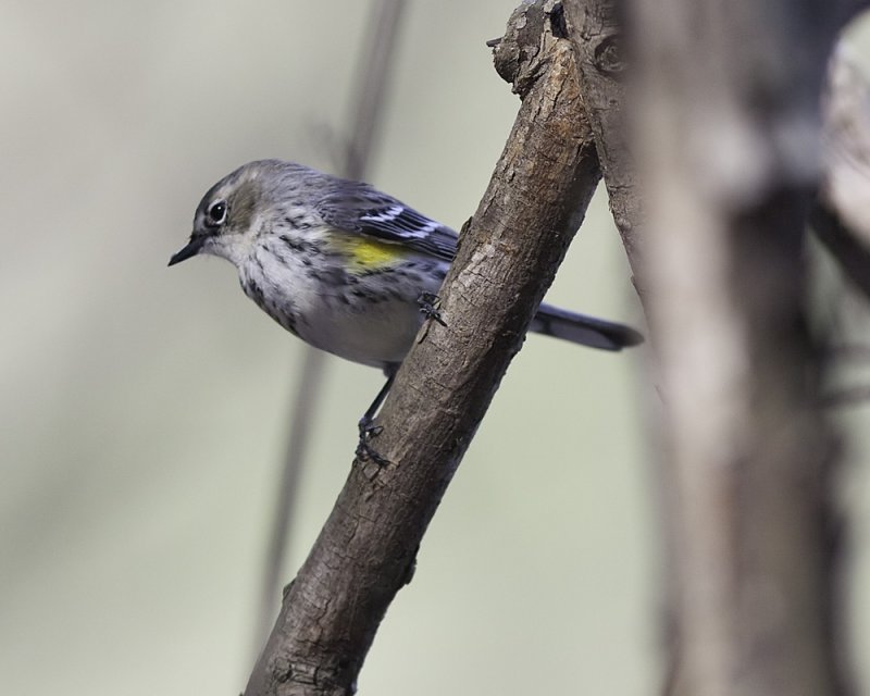 Yellow-rumped Warbler