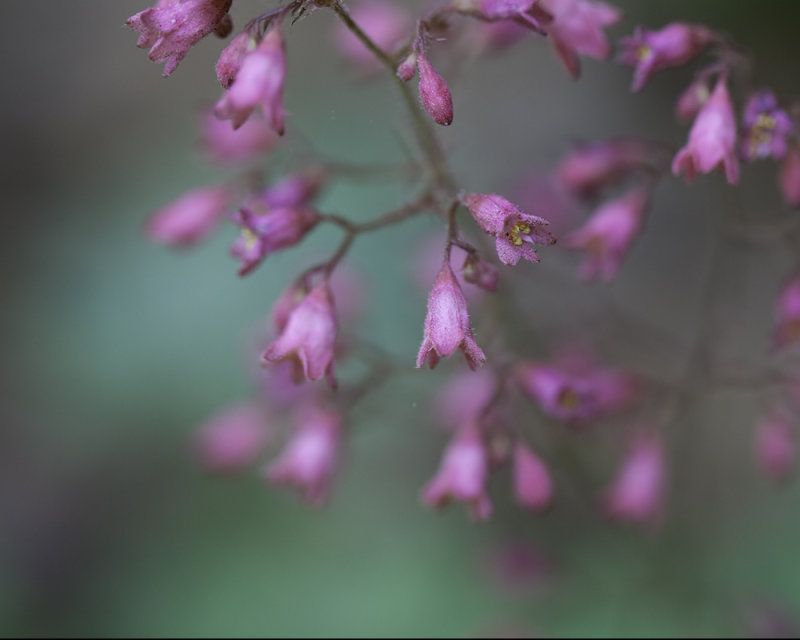 Yellow in Pink