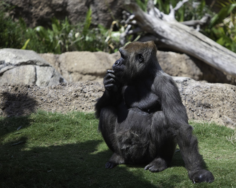 Contemplation