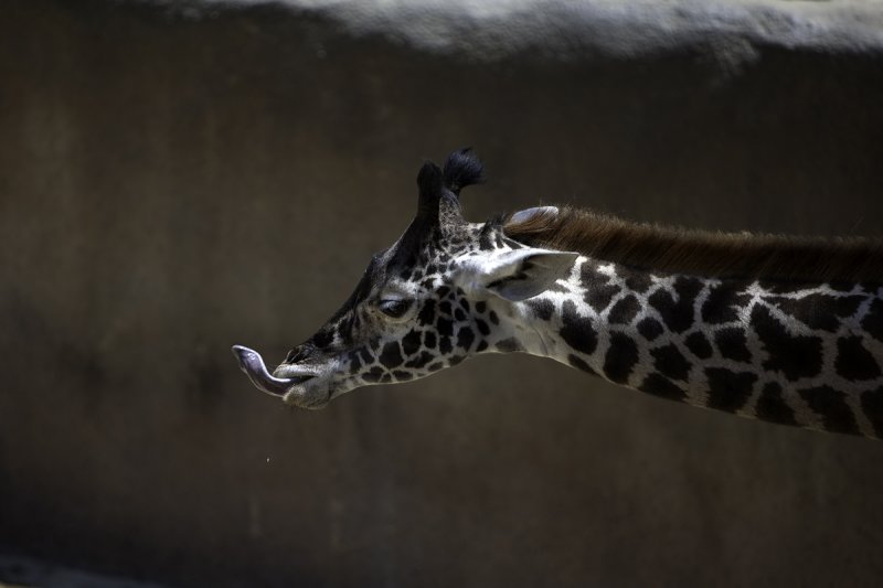 Long Neck - Long Tongue