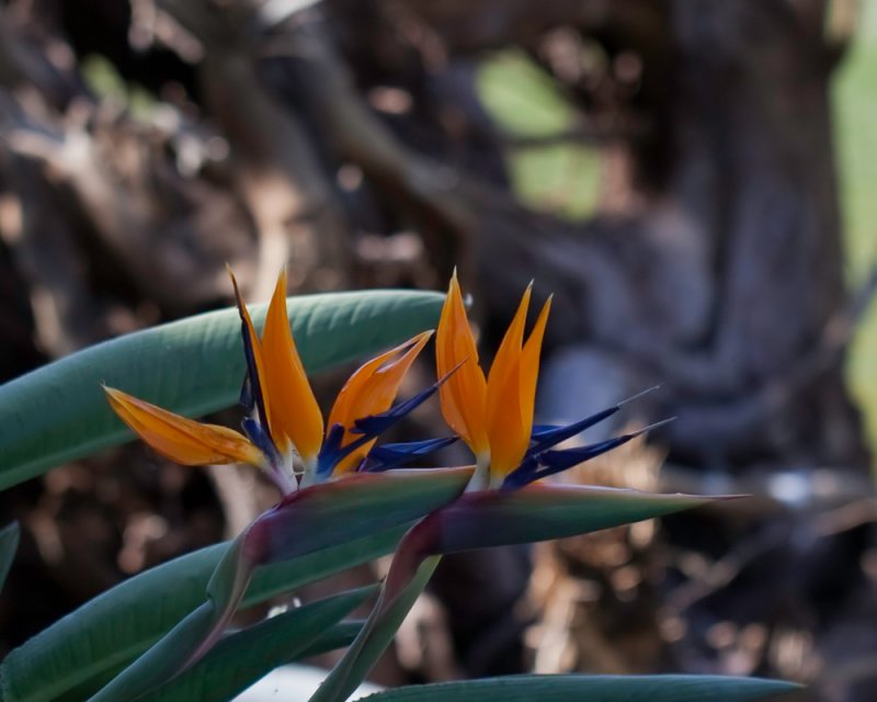 Pair Of Birds