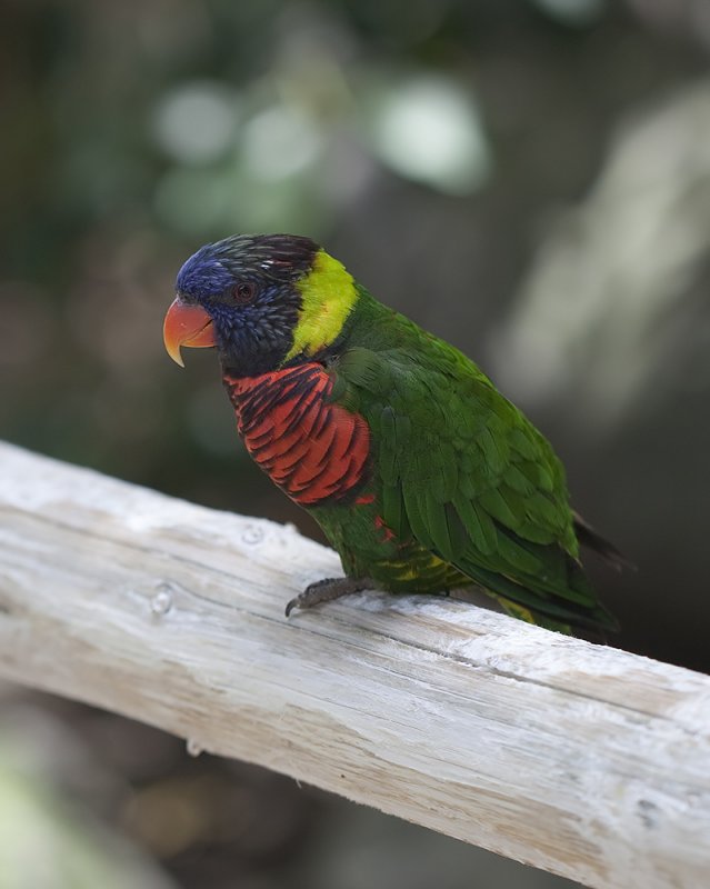 Lorikeet Too