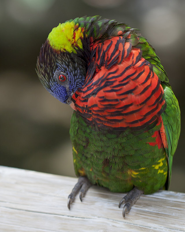 Lorikeet