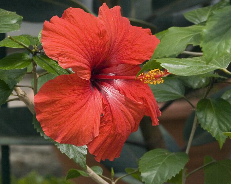 Red Hibiscus