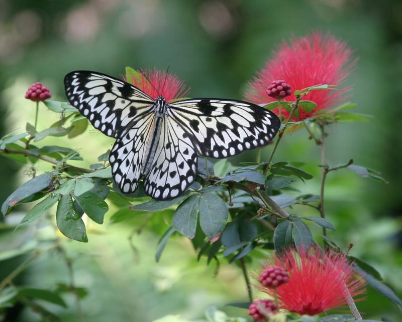 Rice Paper Butterfly - 1