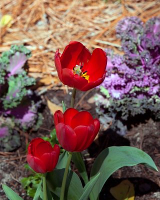 Red Tulip Trio