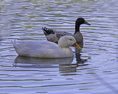 Pair of Ducks