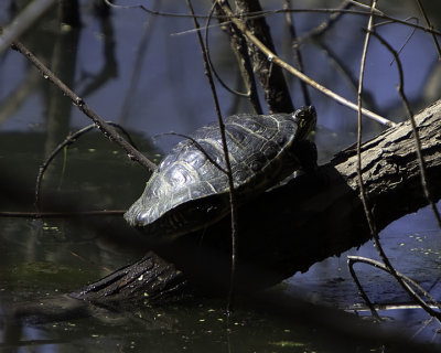 Sunning Turtle
