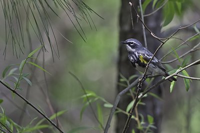 Yellow-rumped Warbler-3