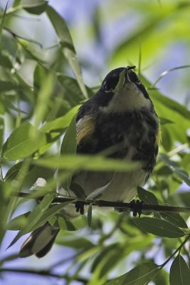 Yellow-rumped Warbler With Worm