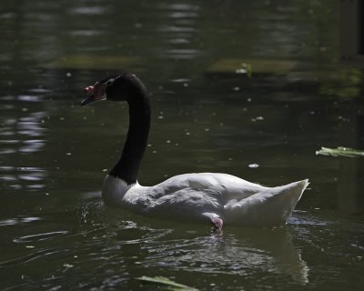 Black Necked Swan