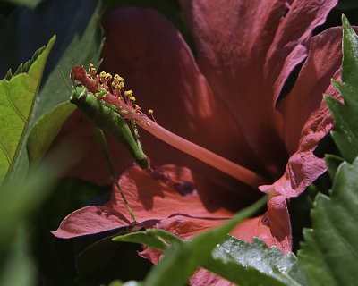 Hibiscus With Friend