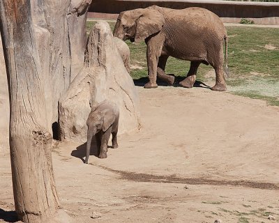 Little Pachyderm and Mommy