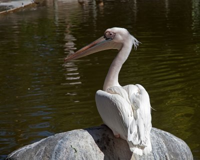 Sunning Pelican