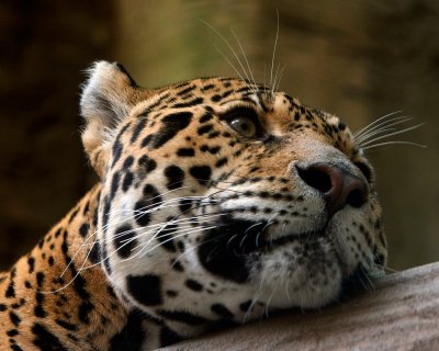 Day Dreamin' Jaguar