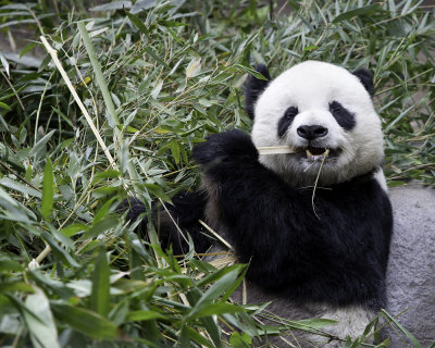 Bamboo Chompin' Panda