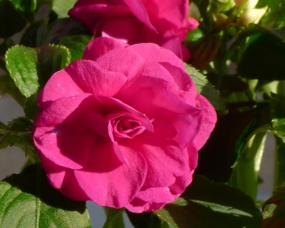 Double Impatiens Flower