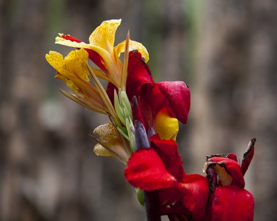 Gladiola