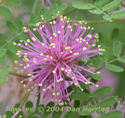 Pink Mimosa trees