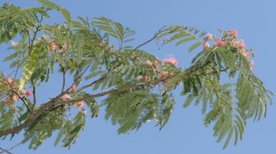 IMG_5310-halfsize-c1.jpg