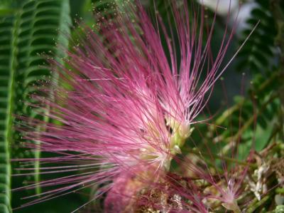 Mimosa tree on Rittiman St 2006