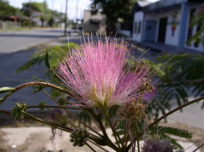 P7210267-halfsize.jpg